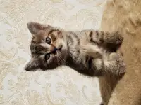 Котята шотландской прямоухой, фотография 2