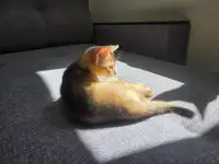 Абиссинский котенок с документами, фотография 3