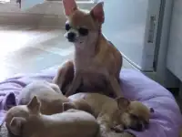 Щенки чихуахуа, фотография 5