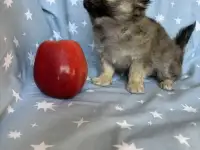 Чихуахуа мальчик, фотография 4