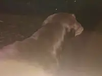 Нашли потеряшку, фотография 2