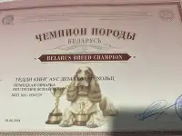 Щенки немецкой овчарки, фотография 12