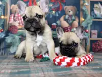 Французский бульдог, фотография 4