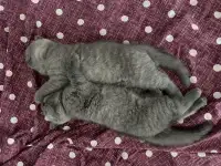 Шотландские котята, фотография 5