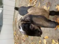 Козлик нубиец
