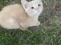 Крем -котенок в добрые руки, фотография 2