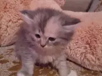 британские котята, фотография 8