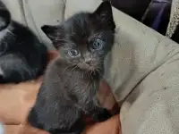 Котята в дар, фотография 4