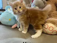 Котята, фотография 3