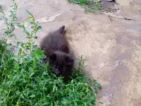 Котята в дар