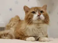 Спасенному с улицы рыжему котику Леонарду очень нужен дом и семья!, фотография 5