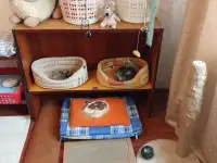 Квартирная передержка для котов, фотография 3