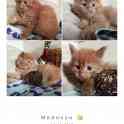 Мейн-кун, котята, фотография 6