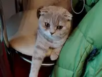 Котята шотландские вислоухие, фотография 9
