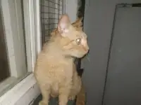 Красавчик Фокс ищет дом!, фотография 7