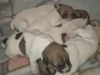 Щенки Джек рассел, фотография 2