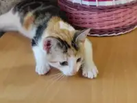 Котёнок ищет дом!, фотография 3