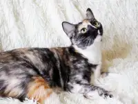 Замечательная котя Тинки в поисках своего дома!, фотография 4