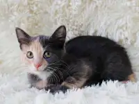 Котенок Бони, фотография 2