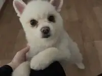Шпиц мальчик 3года, фотография 3