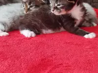 Котята мейн кун, фотография 3