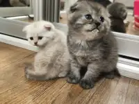 Котята шотландские, фотография 2