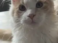 Котята Мейн Кун