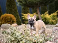 Французский бульдог супер девочка, фотография 2