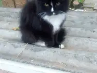 Котята, фотография 2