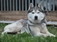 Продаю щенков хаски, фотография 3