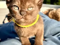 Котёнок Европейской бурмы, фотография 4