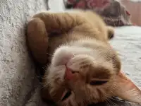 Котик в добрые руки