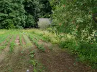 Дом у озера в Новом Селе! Кирпичный дом, 25 соток  баня на берегу. Косули приходят к порогу!, фотография 10