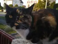 Ищу