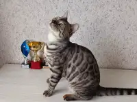 Бенгальские котята, фотография 4