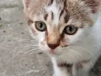 Кошка в добрые руки, фотография 2