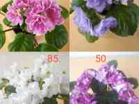 Фиалки, фотография 9
