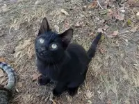 Самый лучший котенок, фотография 5