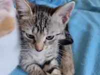 Отдам в хорошие руки котят или кошку, фотография 10