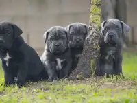 щенки кане корсо