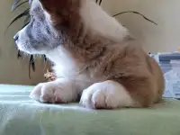 Вельш корги кордиган, фотография 6