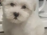 Мальтийской болонки щенки, фотография 4