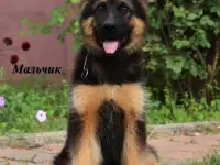 Щенки немецкой овчарки, фотография 6