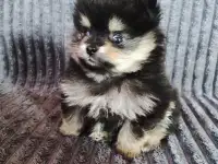 Померанский шпиц мальчики., фотография 3