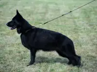 Щенки немецкой овчарки, фотография 8