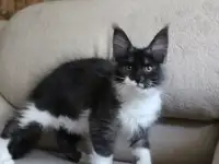 Мейн-кун кошечка!, фотография 3