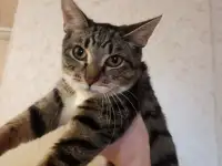 Ищут дом