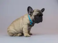 Милые французики, фотография 10