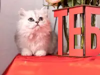 Шотландские котята, фотография 4