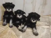 Щенки Цвергшнауцера черный с серебром, фотография 4